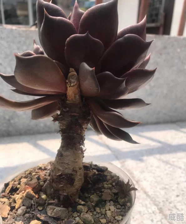 干湿你干湿你s货近日一项研究显示干湿交替对植物生长有显著影响，科学家们正在深入探讨其机制